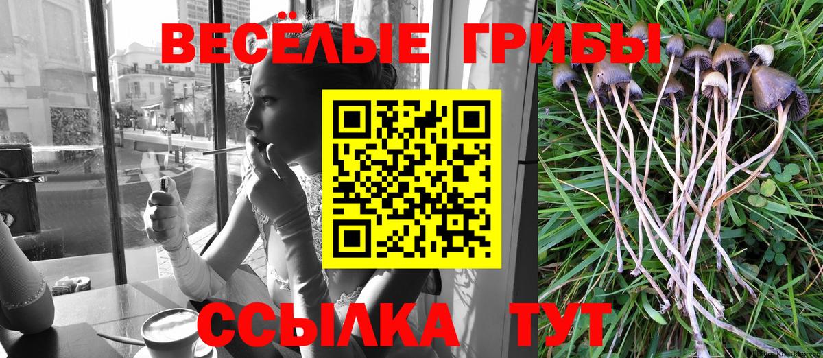 Псилоцибиновые грибы Cubensis Краснознаменск